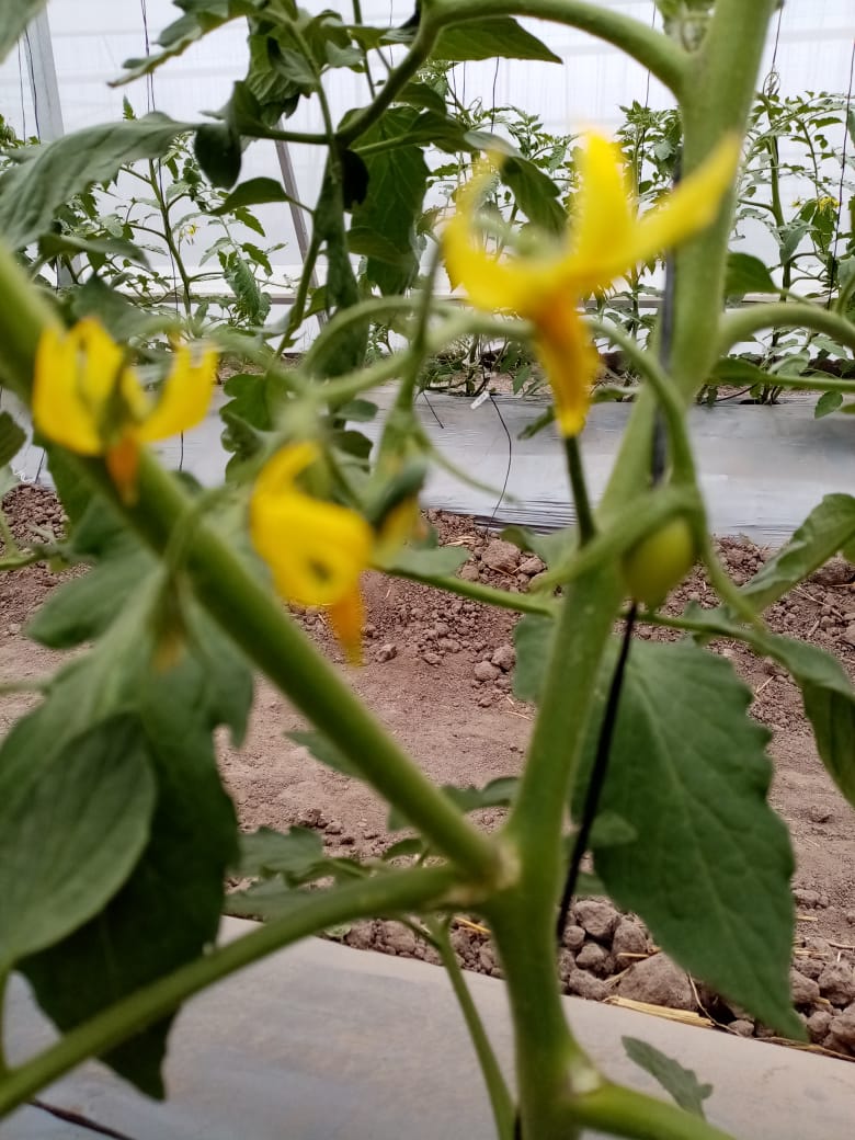 Floración del jitomate