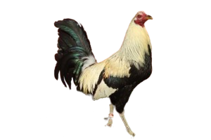 NFT