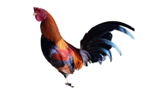 NFT